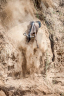 FEATURE - Gnus in der Masai Mara National Park