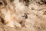 FEATURE - Gnus in der Masai Mara National Park