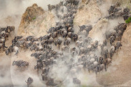 FEATURE - Gnus in der Masai Mara National Park