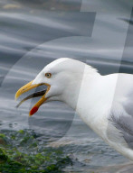 FEATURE - Lunchtime für die Seemöven in Devon