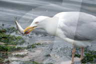 FEATURE - Lunchtime für die Seemöven in Devon