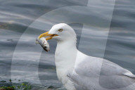 FEATURE - Lunchtime für die Seemöven in Devon