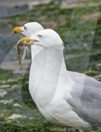 FEATURE - Lunchtime für die Seemöven in Devon