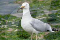 FEATURE - Lunchtime für die Seemöven in Devon