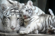 FEATURE - Im Kuschelmodus: Die weissen Tiger im Liberec Zoo