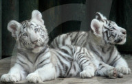 FEATURE - Im Kuschelmodus: Die weissen Tiger im Liberec Zoo