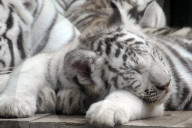 FEATURE - Im Kuschelmodus: Die weissen Tiger im Liberec Zoo