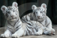 FEATURE - Im Kuschelmodus: Die weissen Tiger im Liberec Zoo