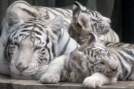 FEATURE - Im Kuschelmodus: Die weissen Tiger im Liberec Zoo
