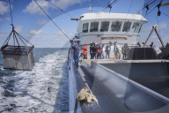 REPORTAGE - Niederlande: Start der Muschelsaison
