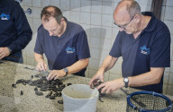 REPORTAGE - Niederlande: Start der Muschelsaison