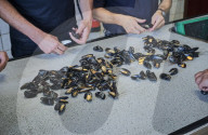 REPORTAGE - Niederlande: Start der Muschelsaison