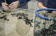 REPORTAGE - Niederlande: Start der Muschelsaison