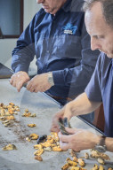REPORTAGE - Niederlande: Start der Muschelsaison