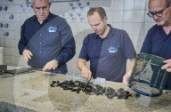 REPORTAGE - Niederlande: Start der Muschelsaison