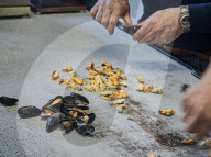 REPORTAGE - Niederlande: Start der Muschelsaison