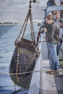 REPORTAGE - Niederlande: Start der Muschelsaison