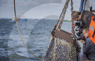 REPORTAGE - Niederlande: Start der Muschelsaison
