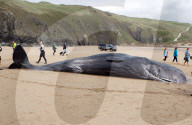 NEWS - Pottwal gestrandet auf Perranporth Strand