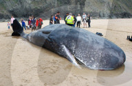 NEWS - Pottwal gestrandet auf Perranporth Strand