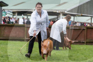 FEATURE - Tiere herausgeputzt für die Great Yorkshire Show in Harrogate