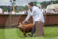 FEATURE - Tiere herausgeputzt für die Great Yorkshire Show in Harrogate