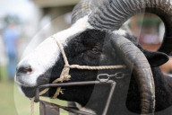 FEATURE - Tiere herausgeputzt für die Great Yorkshire Show in Harrogate