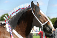 FEATURE - Tiere herausgeputzt für die Great Yorkshire Show in Harrogate