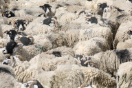 FEATURE - Tiere herausgeputzt für die Great Yorkshire Show in Harrogate