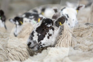 FEATURE - Tiere herausgeputzt für die Great Yorkshire Show in Harrogate