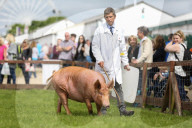FEATURE - Tiere herausgeputzt für die Great Yorkshire Show in Harrogate