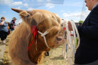 FEATURE - Tiere herausgeputzt für die Great Yorkshire Show in Harrogate