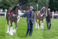 FEATURE - Tiere herausgeputzt für die Great Yorkshire Show in Harrogate
