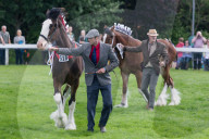 FEATURE - Tiere herausgeputzt für die Great Yorkshire Show in Harrogate
