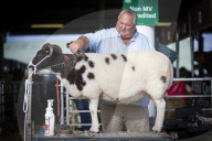 FEATURE - Tiere herausgeputzt für die Great Yorkshire Show in Harrogate