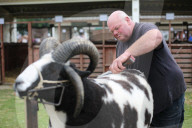 FEATURE - Tiere herausgeputzt für die Great Yorkshire Show in Harrogate
