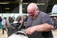 FEATURE - Tiere herausgeputzt für die Great Yorkshire Show in Harrogate