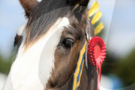 FEATURE - Tiere herausgeputzt für die Great Yorkshire Show in Harrogate
