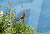 FEATURE - Sommerwetter in England