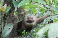 FEATURE - Pflegestation für Faultier in Costa Rica