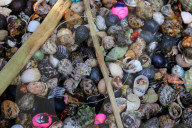 FEATURE - Bunte Schneckenhäuser