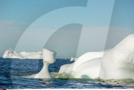 FEATURE - Eisberge in Grönland