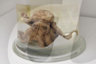 NEWS - London: 'Colour and Vision' Ausstellung im Natural History Museum