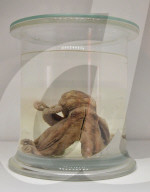 NEWS - London: 'Colour and Vision' Ausstellung im Natural History Museum