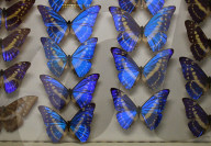 NEWS - London: 'Colour and Vision' Ausstellung im Natural History Museum