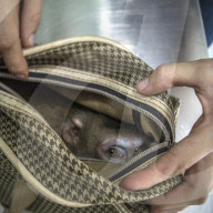 FEATURE - Laos: Ein Affe wird in einer Tasche gefunden