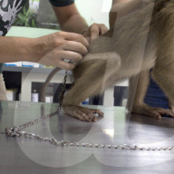 FEATURE - Laos: Ein Affe wird in einer Tasche gefunden