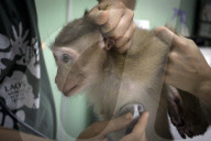 FEATURE - Laos: Ein Affe wird in einer Tasche gefunden