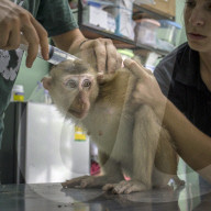 FEATURE - Laos: Ein Affe wird in einer Tasche gefunden