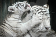 FEATURE - Weisse Tigerfamilie im Liberec Zoo